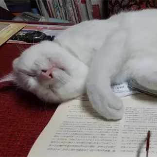 読書に疲れすぎるネコ　　トロママさん