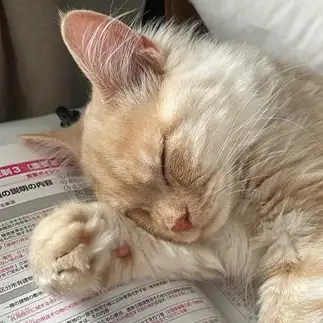 勉強の邪魔すぎるネコ　　あやつんさん