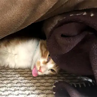 ベーしすぎるネコ　　Leonちゃんさん