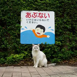 注意を促しすぎるネコ　　服部佳弘さん