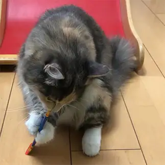 チュールガチ勢すぎるネコ　　ゆいさん