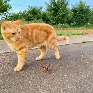 ザリガニの必死の頑張りを無駄にしすぎるネコ　　トラのハナさん