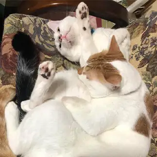 同居猫が重くて辛すぎるネコ　　もも＆ゆずさん