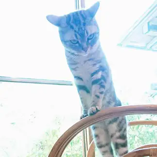 イカ耳すぎるネコ　　くにちゃんさん