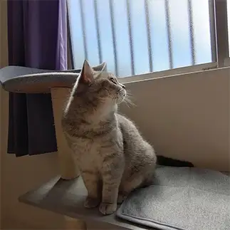 外にいつかは出たいなとひそかに思いすぎるネコ　　今志帆さん