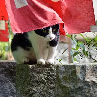 大将、やってる？すぎるネコ　　仙城彩漓さん