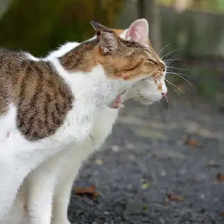 食っちまうぞー！すぎるネコ　　仙城彩漓さん