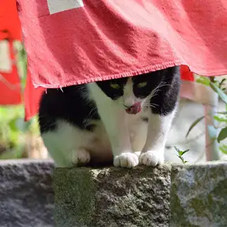 野性の本性が見え隠れしすぎるネコ　　仙城彩漓さん