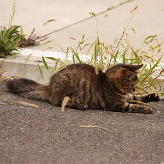 猫じゃらしが忙しすぎるネコ　　おいにゃんさん