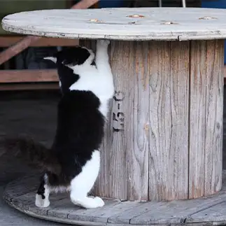 踏ん張る時の足の形はこうだぞすぎるネコ　　おいにゃんさん