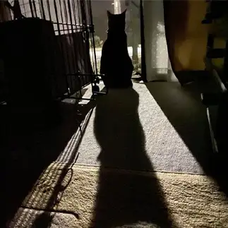 神々しすぎるネコ　　ことら母さん