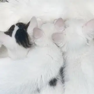 密すぎるネコ　　ゆうきさん