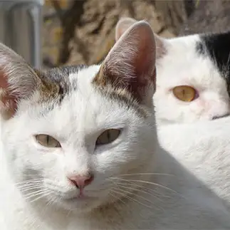 ジャケ写すぎるネコ　　うりねこさん