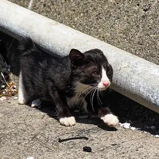 摩擦係数が高すぎるネコ　　ねこぬまかくさん