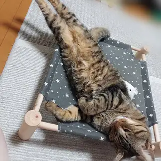 伸びすぎるネコ　　あややさん