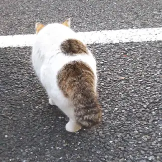 カモノハシすぎるネコ　　あんずさん