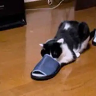 隠れてると思いすぎるネコ　　むっちゃんさん