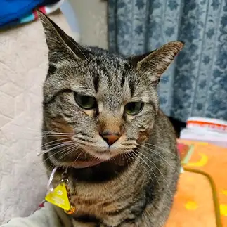 おねだりする時の顔が恐縮しすぎるネコ　　ラウリナレオさん