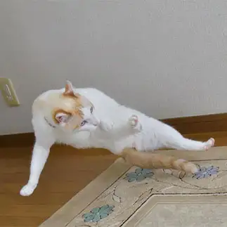 カンフー飛び蹴りすぎるネコ　　ままめろんさん