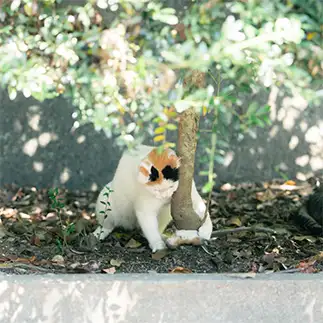 弱肉強食すぎるネコ　　猫と僕さん