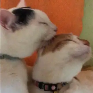 気持ち良さそうな顔！！すぎるネコ　　もも＆ゆずさん