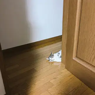どんな体勢でも監視を続けすぎるネコ　　ひまわり屋ひまさん