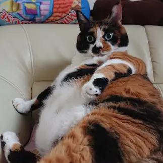 ぽっちゃりすぎるネコ　　ねこらぶさん