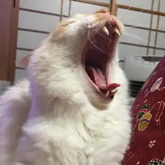 シャウトしすぎるネコ　　にゃーさん