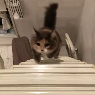 階段ダッシュ早すぎるネコ　　くうの飼い主さん