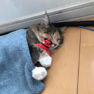 寝方が人形すぎるネコ　　くうの飼い主さん