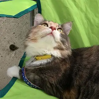 お庭大好きすぎるネコ　　くうの飼い主さん