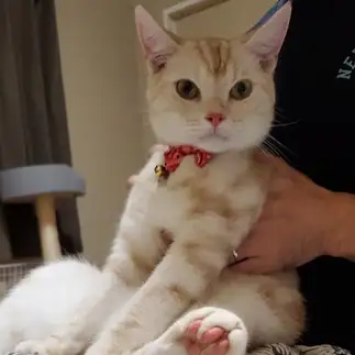 借りてきた猫すぎるネコ　　cpn8888さん