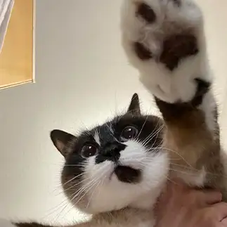 空を飛びたすぎるネコ　　モイさん