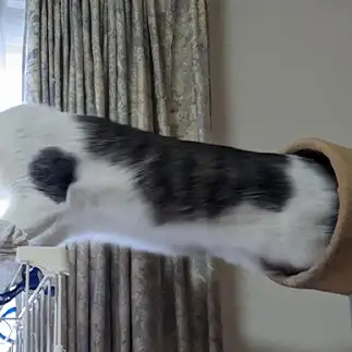 どっちが頭でしょうか？すぎるネコ　　ひまわり屋ひまさん