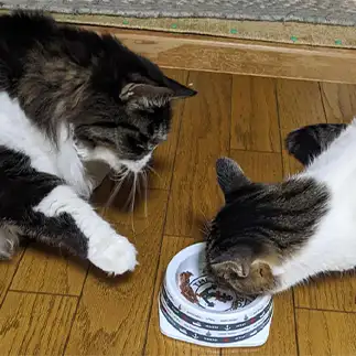 横取りされすぎるネコ　　ひまわり屋ひまさん