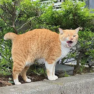 イエーイ！テンションアゲアゲすぎるネコ　　たぼやまさん