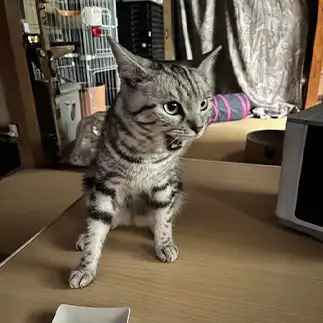 怒りすぎるネコ　　なな母ちゃんさん