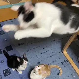 ピーターパンすぎるネコ　　ゲンララパンママさん