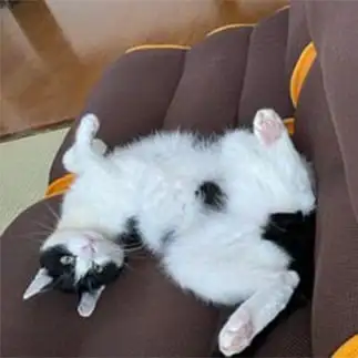 腹黒すぎるネコ　　むっちゃんさん