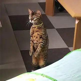 音に敏感すぎるネコ　　イヴさん