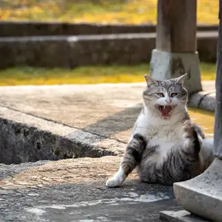足がつって痛すぎるネコ　　nyansphotoさん
