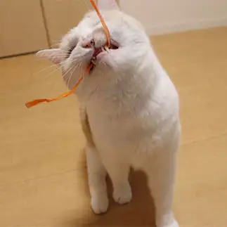 食いつきが良すぎるネコ　　クゥちゃんのおかんさん