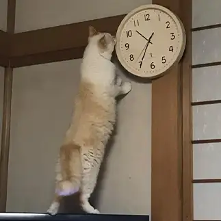 いま何時？そうね、だいたいね～すぎるネコ　　にゃーさん