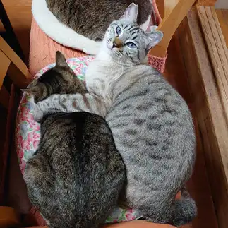 じゃませんといてくれるすぎるネコ　　まちゃママさん