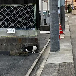 隙を狙いすぎるネコ　　からくりぴーちさん