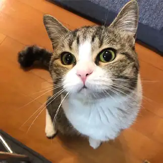 カメラ目線すぎるネコ　　さきさん