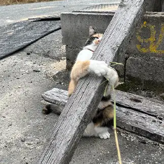 力自慢しすぎるネコ　　えいこ8さん