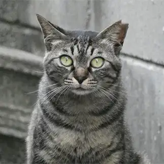 水墨画すぎるネコ　　うりねこさん