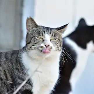 今からあちらの猫にいたずらしちゃいますすぎるネコ　　仙城彩漓さん