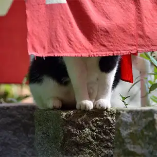 頭隠してあんよ隠さずすぎるネコ　　仙城彩漓さん
